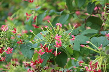 Cambodia. Combretum indicum, also known as the Rangoon creeper, is a vine with red flower clusters...
