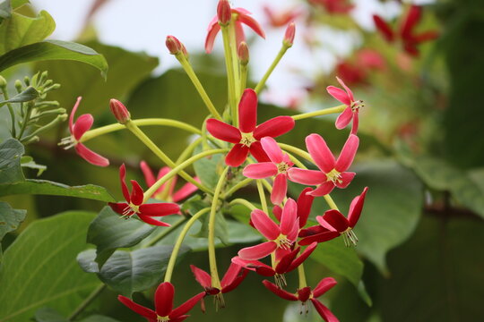 Cambodia. Combretum indicum, also known as the Rangoon creeper, is a vine with red flower clusters which is native to tropical Asia.