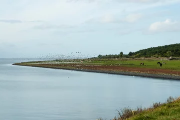 Fotobehang Meeuwen op Vlieland, Gulls at Vlieland © Marc