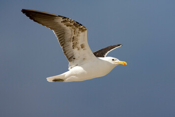 Kelpmeeuw, Cape Gull, Larus dominicanus