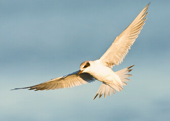 Forsters Stern, Forsters Tern, Sterna forsteri