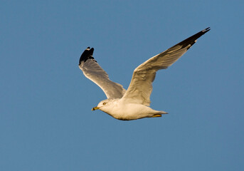 Ringsnavelmeeuw, Ring-billed Gull, Larus delawarensis