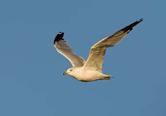 Foto op Plexiglas Ringsnavelmeeuw, Ring-billed Gull, Larus delawarensis © Marc