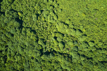 Top down flat aerial view of dark lush forest with green trees canopies in summer