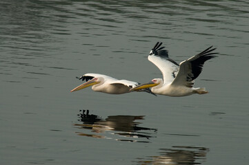 Fototapeta na wymiar Great White Pelican, Roze Pelikaan, Pelecanus onocrotalus