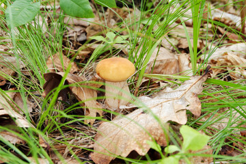 Edible white mushroom boletus grown in the forest.