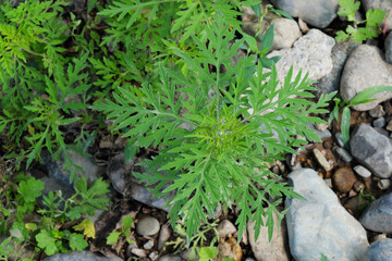 Obraz premium Ambrosia in natural conditions on the roadside. Pollen of flowering ragweed causes allergies.