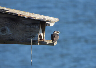 Swallow at the doorstep of her waterfront house