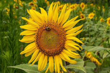Pollenating Bee on a Sunflower in the Morning Light