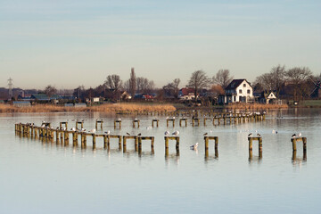 Bird flocks at Starrevaart