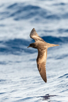 Bulwers Stormvogel, Bulwer's Petrel, Bulweria Bulwerii