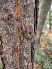 bark of a tree