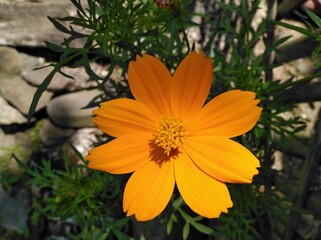 orange flower in the garden, and beautiful wild yellow flowers that grow in the park 