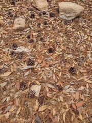 the fallen leaves