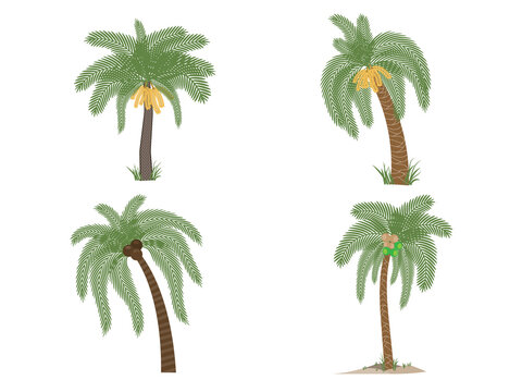 Design element of palm trees,Palm fruit tree icon.  for web design isolated on white background Vector illustration.
