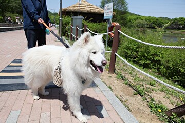 한국의애완동물강아지입니다