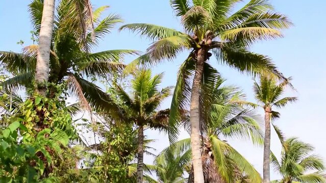 coconut tree are moved by the wind in a sunny afternoon 
