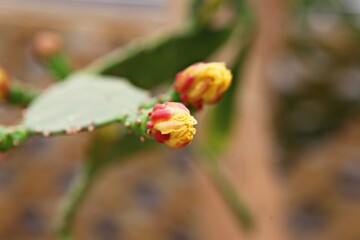 한국공원에핀꽃입니다