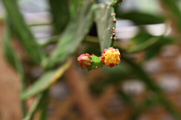 한국공원에핀꽃입니다
