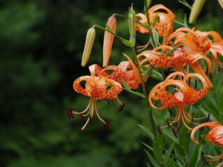 オレンジ色のオニユリ