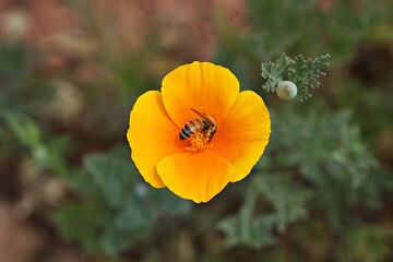 Fototapeta premium 한국공원에핀꽃입니다