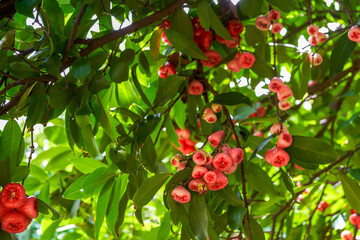 A wax apple tree full of fruit