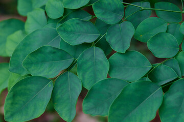 close-up of green leaves in forest