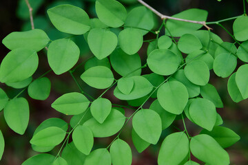 close-up of green leaves in forest