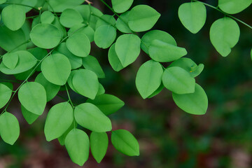 close-up of green leaves in forest