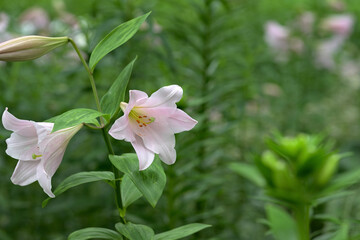 lily pink flowers