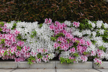 pink and white Azalea flowers in hedge