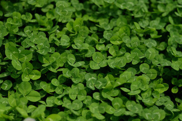 Obraz premium Clover's leaves background
