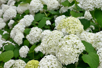 white hydrangea flowers