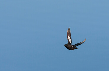 Black Guillemot, Cepphus grylle