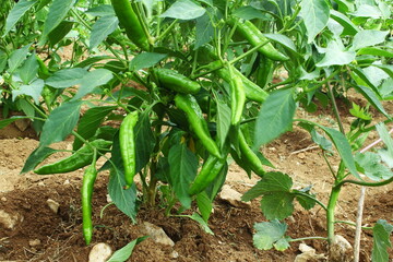 fresh green chili pepper or chillies on plant in garden