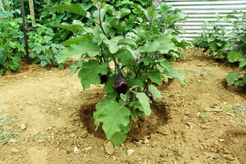  fresh organic purple eggplant aubergine on plant in garden