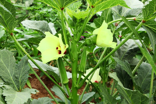 indian vegetable green fresh okra or lady  fingers  on plant in garden