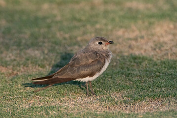 Collared Pratincole, Glareola pratincola