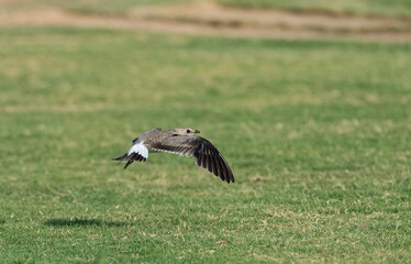 Collared Pratincole, Glareola pratincola