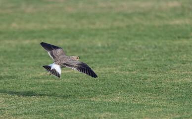 Collared Pratincole, Glareola pratincola