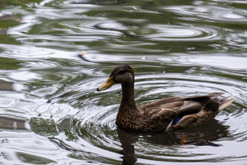 Fototapeta premium Mallard in a pond