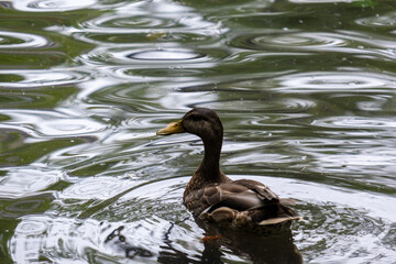 Mallard in the pond