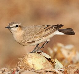 Izabeltapuit, Isabelline Wheatear, Oenanthe isabelline