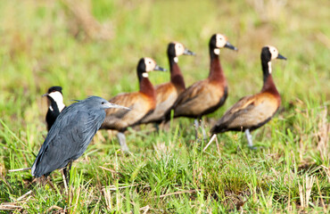 Zwarte Reiger, Black Heron, Egretta ardesiaca