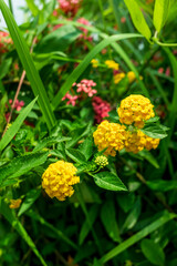 flower in the garden