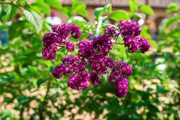 bunch of lilac flowers