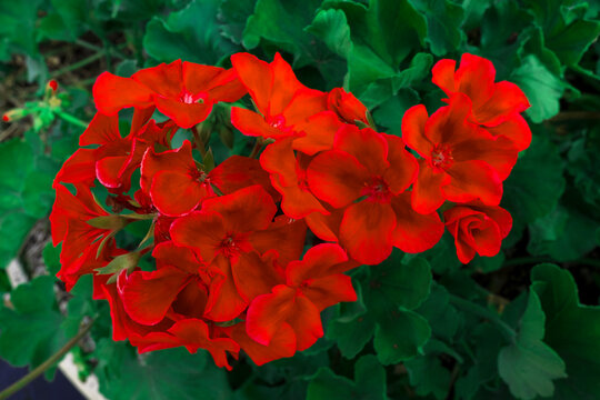 Red Flowers In The Garden