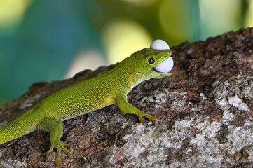 Phelsuma madagascariensis – gecko, Madagascar nature