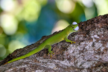 Phelsuma madagascariensis – gecko, Madagascar nature