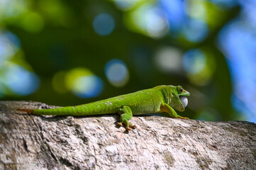 Phelsuma madagascariensis – gecko, Madagascar nature